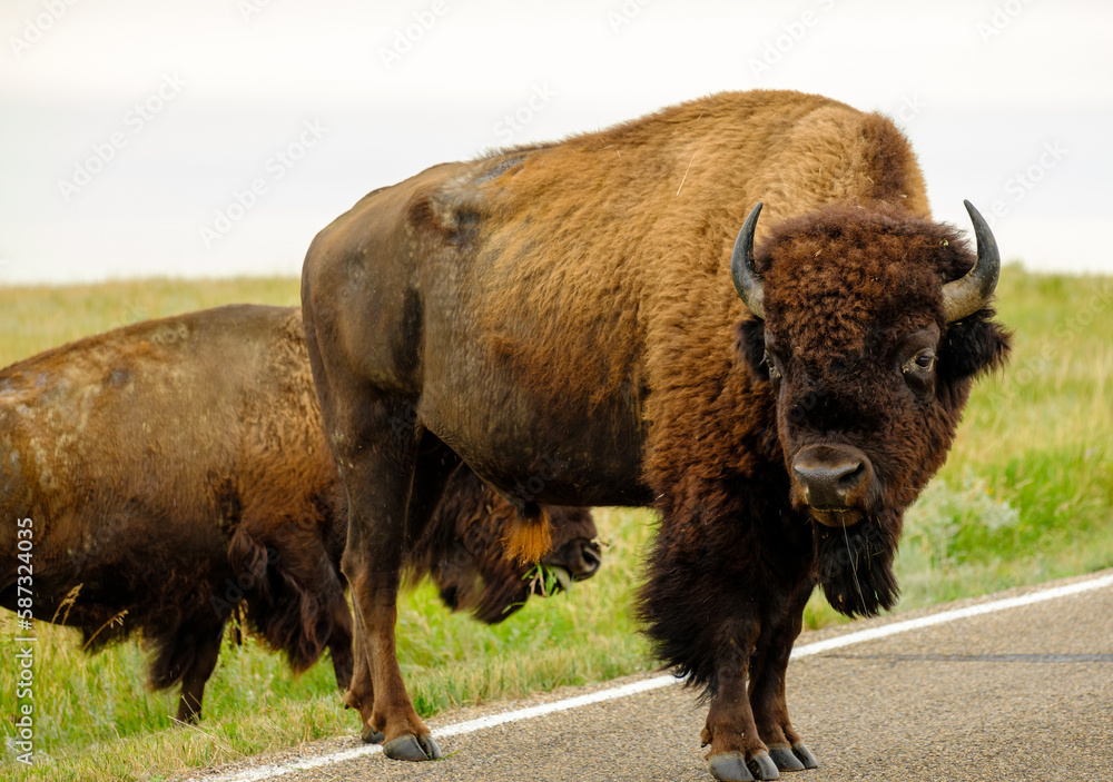 Bison roam around and on the road of Teddy Rooosevelt National Park Road