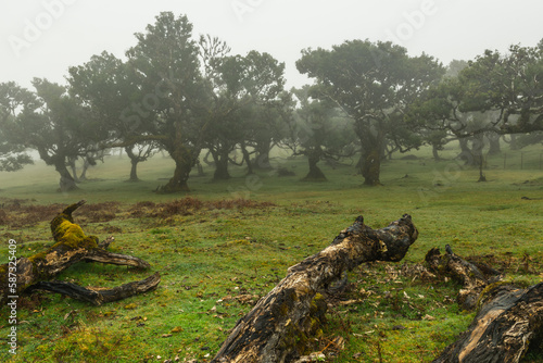 Fanal Forest in Madeira, Portugal. Ancient Laurel trees in misty fog, UNESCO site.
