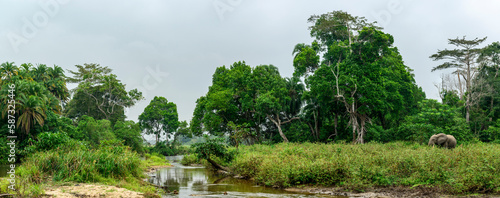 African forest elephant (Loxodonta cyclotis) and the Lekoli River. Odzala-Kokoua National Park. Cuvette-Ouest Region. Republic of the Congo photo