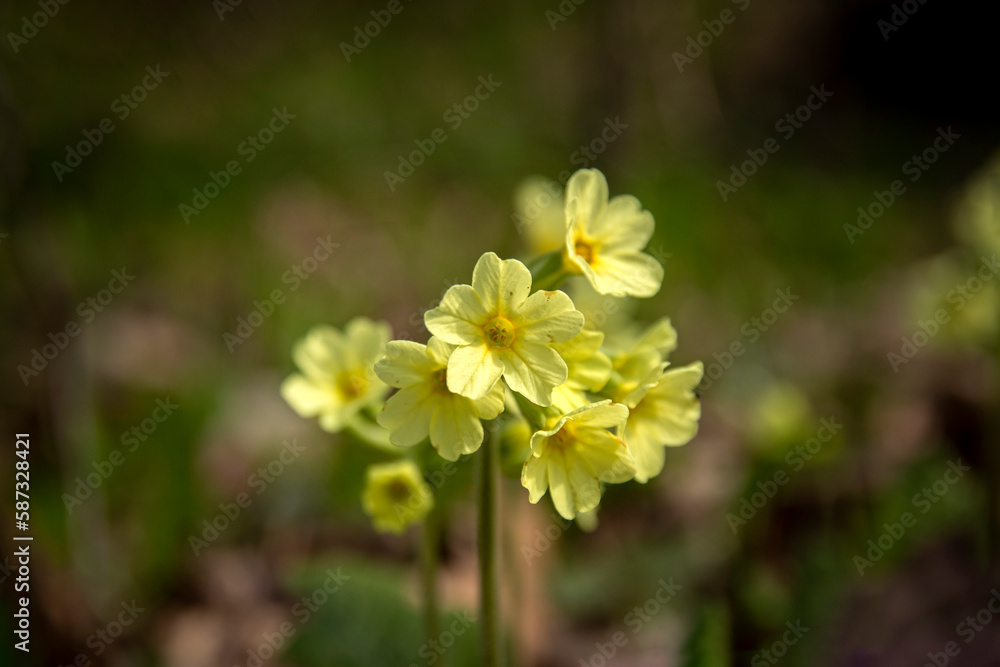 A close-up of the yellow flowers of the primrose ascendant A close-up of the yellow flowers of the primrose ascendant