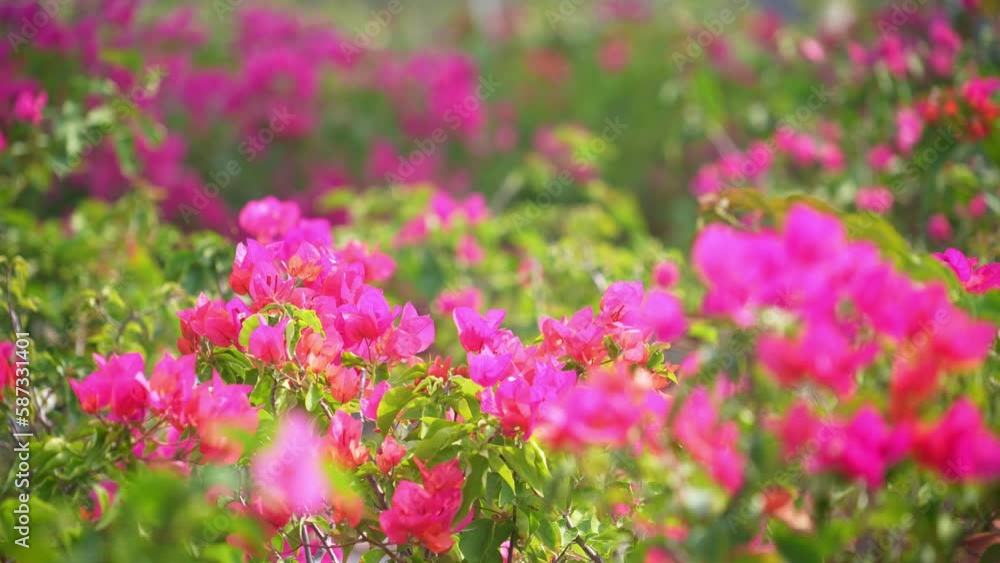 blooming bougainvillea blooming bougainvillea