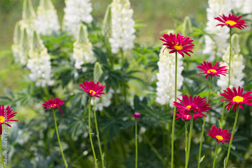 Beautiful meadow field with wild flowers. Spring or summer wildflowers closeup. Beautiful meadow field with wild flowers. Spring or summer wildflowers closeup.