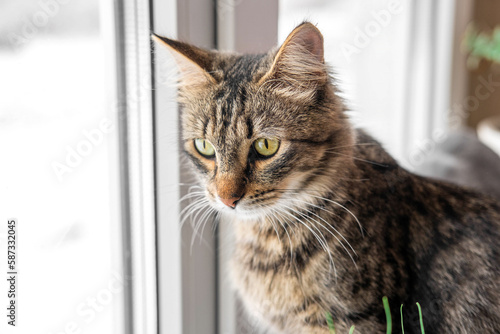 Cats look out through window at the birds. Domestic cats want to catching bird, attack, scrape the glass. Cute kitty sitting on windowsill. Feline watching bird outside the window. Closeup