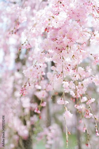 平安神宮の桜