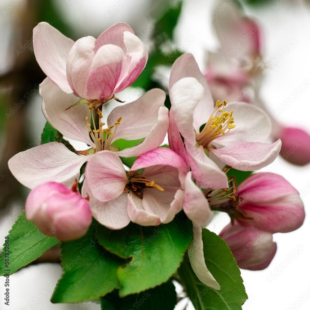 Bouquet of pink apple blossoms, square photo