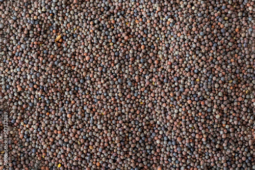 Fotografie Broccoli seeds for germination, full background, close-up