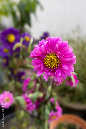 Pink chrysanthemum flower. Beautiful Chrysanthemum flower blooming photo