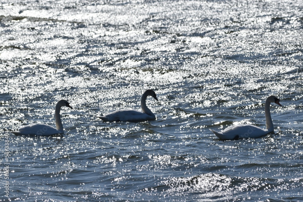 swans on the lake silhouetted 