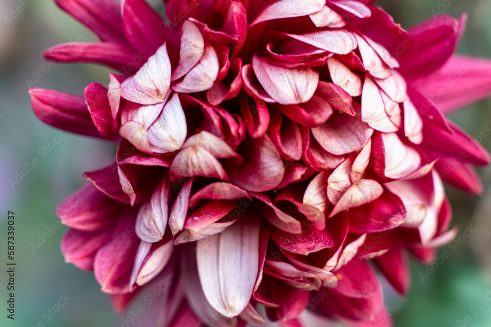 Macro Close up on Pink White Chrysanthemum Flower. Beautiful chrysanthemum flowers close up. Macro Close up on Pink White Chrysanthemum Flower. Beautiful chrysanthemum flowers close up.