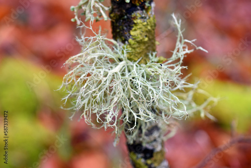 The fruticulous lichen Ramalina farinacea on a branch in a beech forest photo