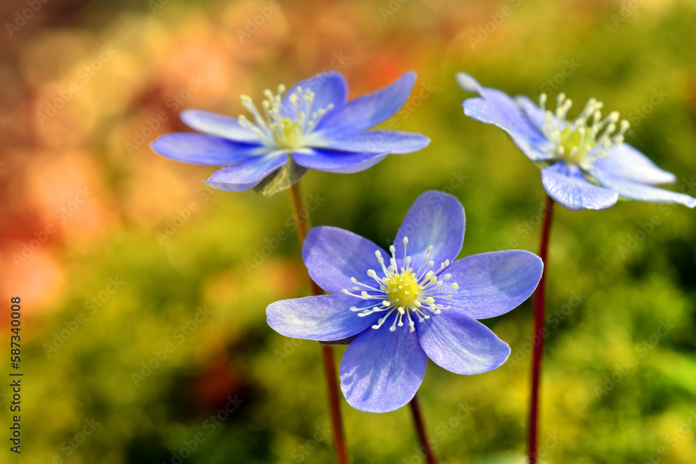The common liverwort (Anemone hepatica or Hepatica nobilis) in flower The common liverwort (Anemone hepatica or Hepatica nobilis) in flower
