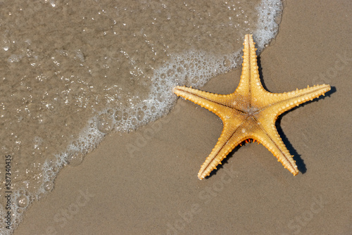 Starfish lying on the sea beach with a waves, top view