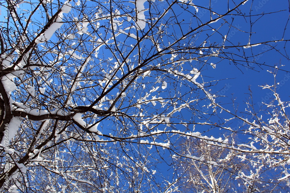 Tree branches covered with snow against a blue bright sky. Tree branches covered with snow against a blue bright sky.