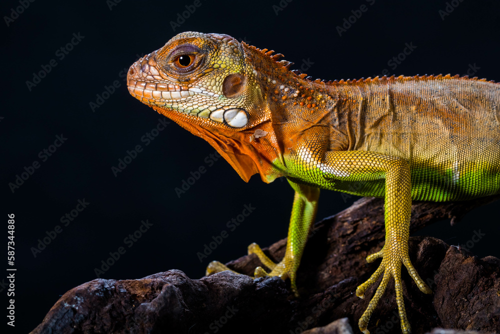 Obraz premium Super Red Iguana is a type of lizard that lives in tropical areas of Central and South America and the Caribbean