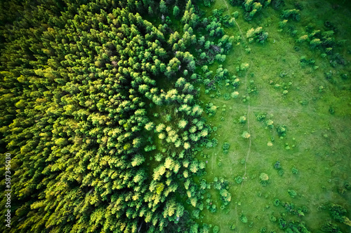Drone photography of green coniferous alpine trees with deforested area. Beautiful landscape of mountain forest and grassy field after deforestation.