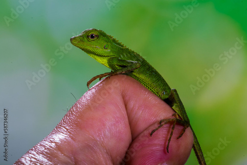 Bronchocela jubata, commonly known as the maned forest lizard, is a species of agamid lizard found mainly in Indonesia