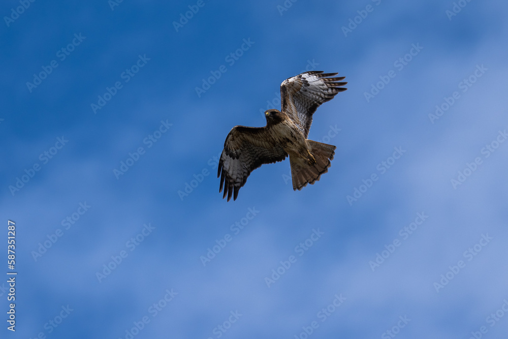 Obraz premium Red-tail hawk flying in flight