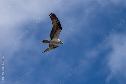 Osprey flying in flight