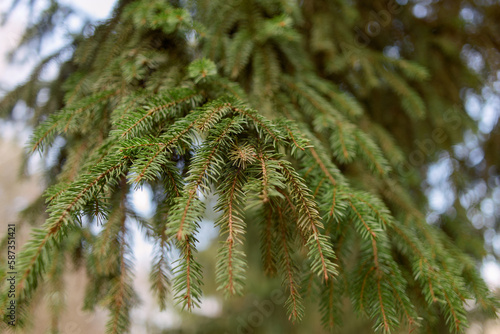 Spruce branches of green color, fresh needles in early spring on a tree