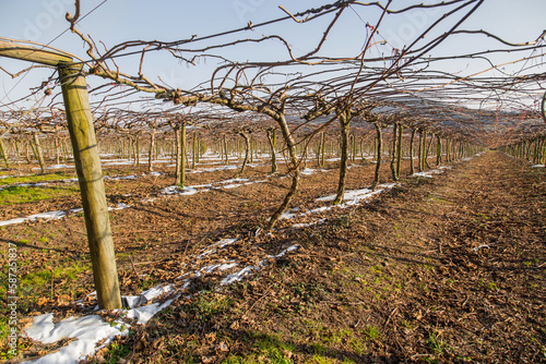 Vineyard, cultivation of Vinho Verde photo
