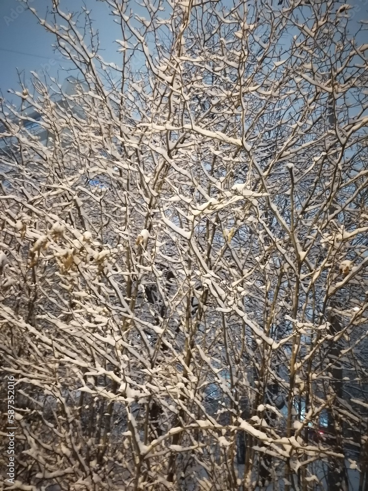 Fototapeta premium Winter fairy tale