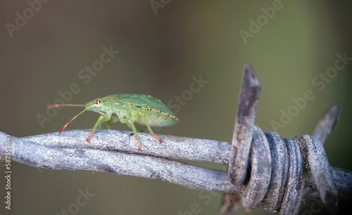 A shield bug walking on barbed wire with a defocused background. 