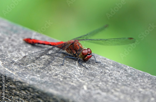 A ruddy darter dragonfly perching on a wooden surface against a defocused green background. 