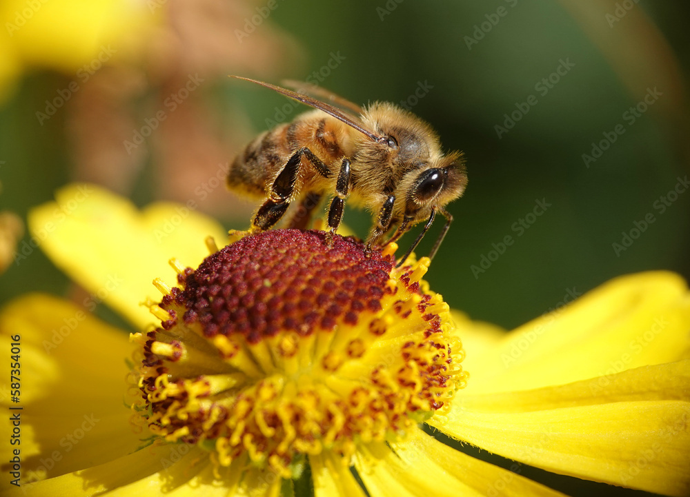 Closeup of a honey bee feeding on a brightly coloured flower in a summer garden. Closeup of a honey bee feeding on a brightly coloured flower in a summer garden.