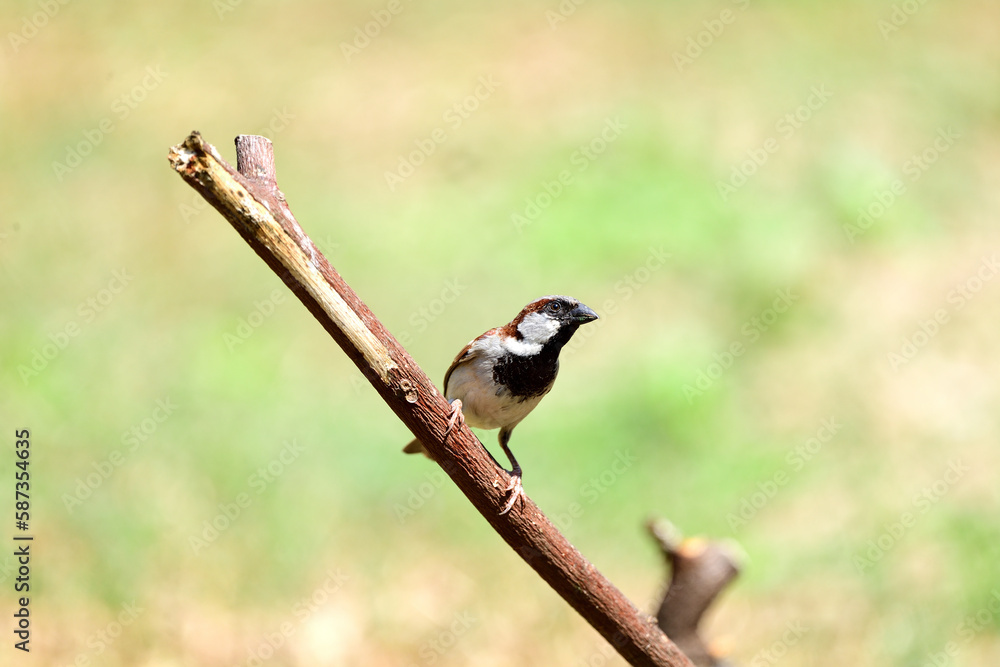 Obraz premium Male House Sparrow