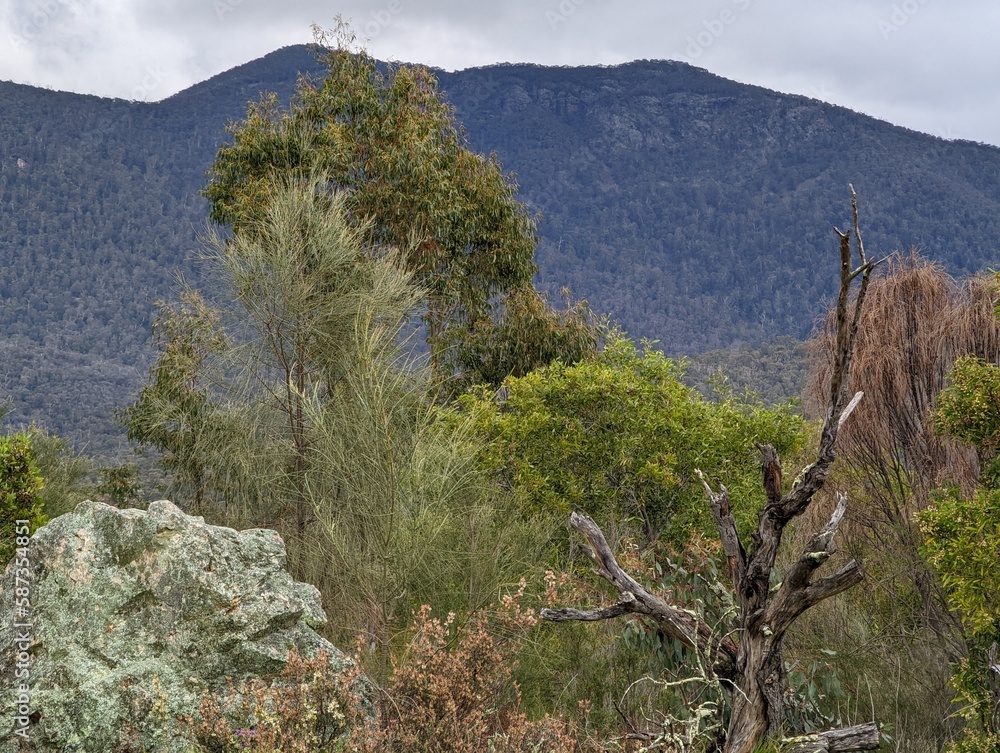 A view of the beautiful natural bushland of Tidbinbilla Nature Reserve near Canberra in the ACT, Australia.