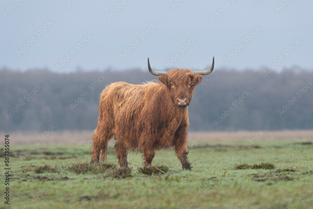Scottish Highland cow on meadow in cloudy weather. It is Scottish breed of rustic beef cattle. Photo from Czarnocin in Western Pomerania in Poland. Scottish Highland cow on meadow in cloudy weather. It is Scottish breed of rustic beef cattle. Photo from Czarnocin in Western Pomerania in Poland.
