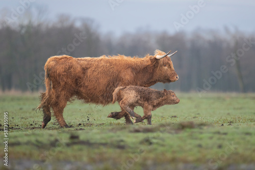 Scottish Highland cows, mother with calf on meadow in cloudy weather. It is Scottish breed of rustic beef cattle. Photo from Czarnocin in Western Pomerania in Poland. photo