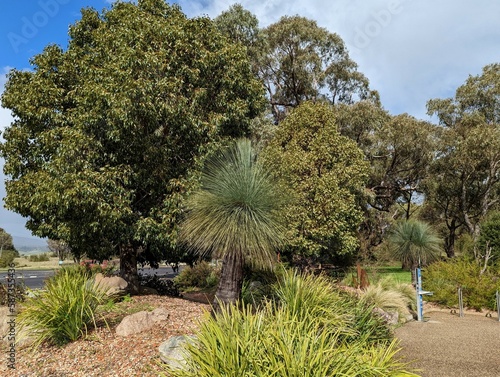 A view of the beautiful native plants in front of the visitor centre at Tidbinbilla Nature Reserve near Canberra in the ACT, Australia. photo