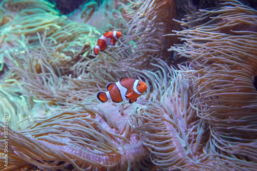 Funny anemone fish swim among the sea anemones.