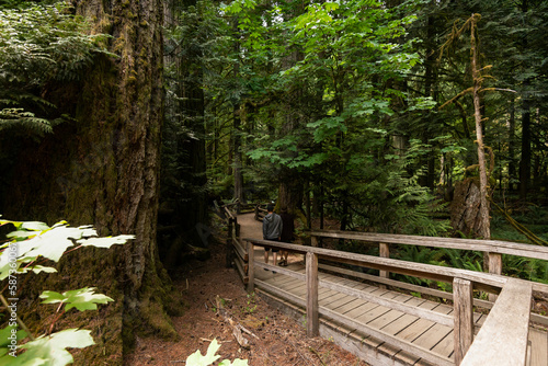 nature sceneries inside cathedral grove  vancouver island  british columbia  canada 