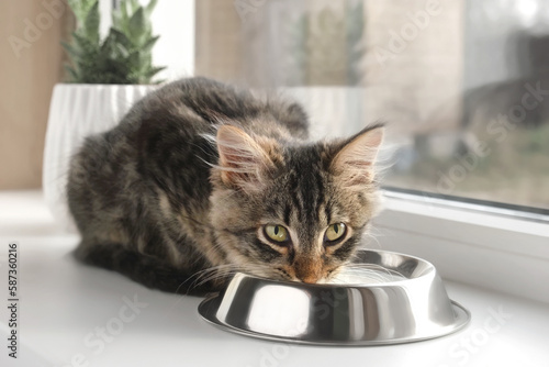 Cat Sits on a Windowsill, Licking Milk from Steel Bowl. Close up. Little Tabby Kitten Eating at Home. Little Young Feline Drinking Milk. Fluffy Pet. Cat Food. Health of Domestic Animal. Kitty Lapping