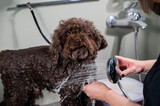 Woman washing brown mini poodle in grooming salon. 