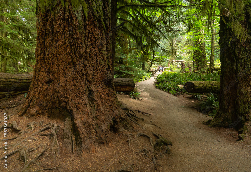 Obraz premium nature sceneries inside cathedral grove, vancouver island, british columbia, canada,