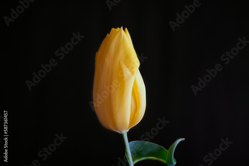 yellow tulip bud 黄色いチューリップのつぼみ　と黒い壁 #587361457