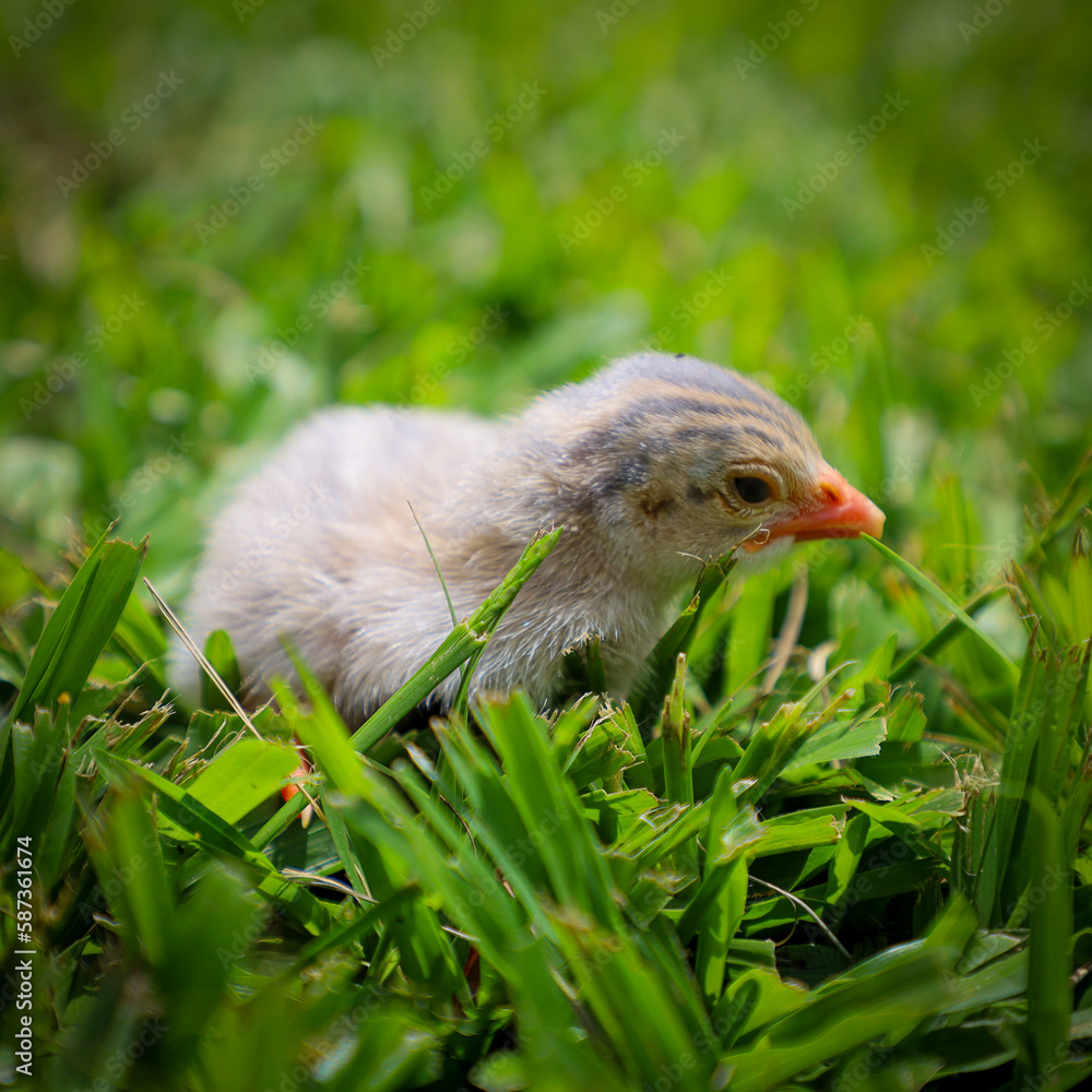guinea fowl cub in a grass guinea fowl cub in a grass