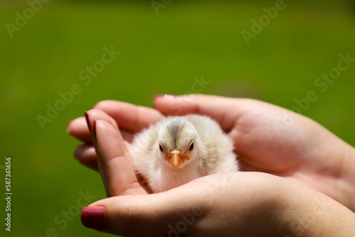 guinea fowl cub in a woman's hand