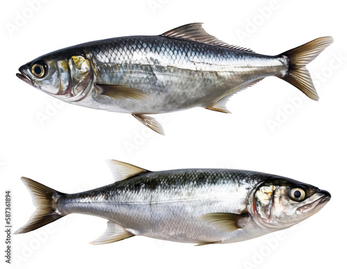 Two fresh sardines isolated on transparent PNG background. Created with Generative AI.