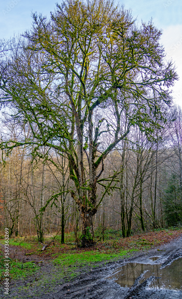 Large oak tree covered with mosses
Large oak tree covered with mosses