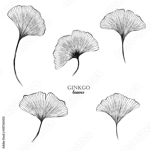 1368_Ginkgo leaves isolated on white background
