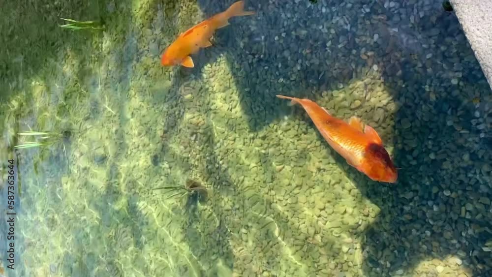 Two goldfish swim in the emerald water of a reservoir in sunlight and shade. Two goldfish swim in the emerald water of a reservoir in sunlight and shade.