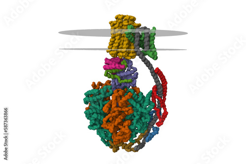 Bovine mitochondrial ATP synthase, 3D Gaussian surface model isolated, chain id color scheme, putative membrane shown, PDB 5ara photo