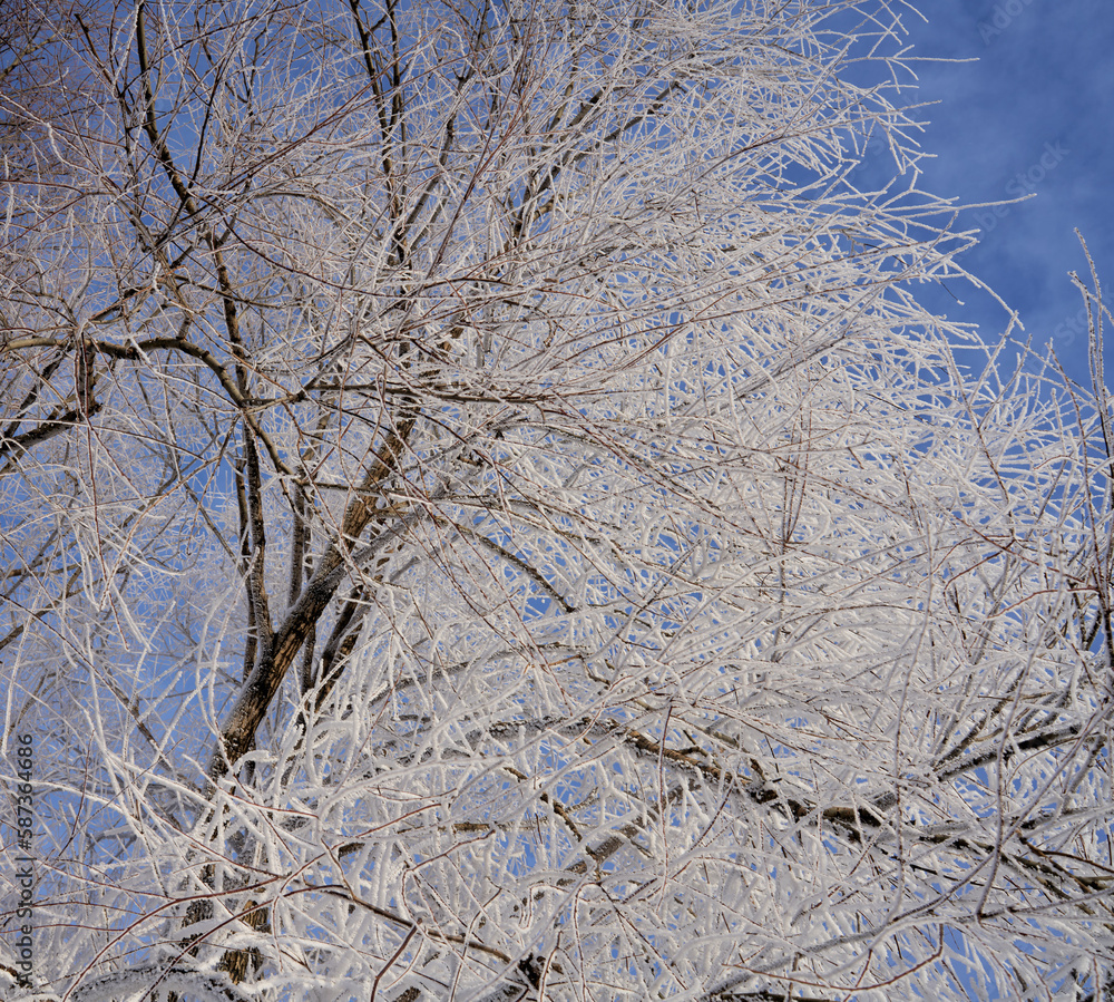 tree with branches covered with frost with blue sky on the background tree with branches covered with frost with blue sky on the background