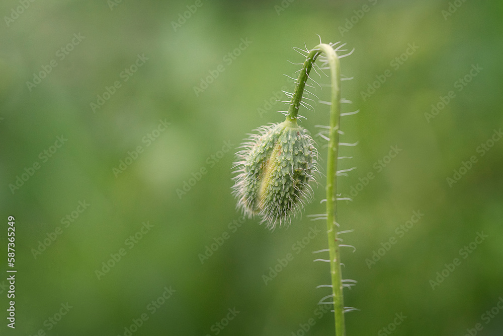 Poppy bud on a green de-focused background. Poppy bud on a green de-focused background.