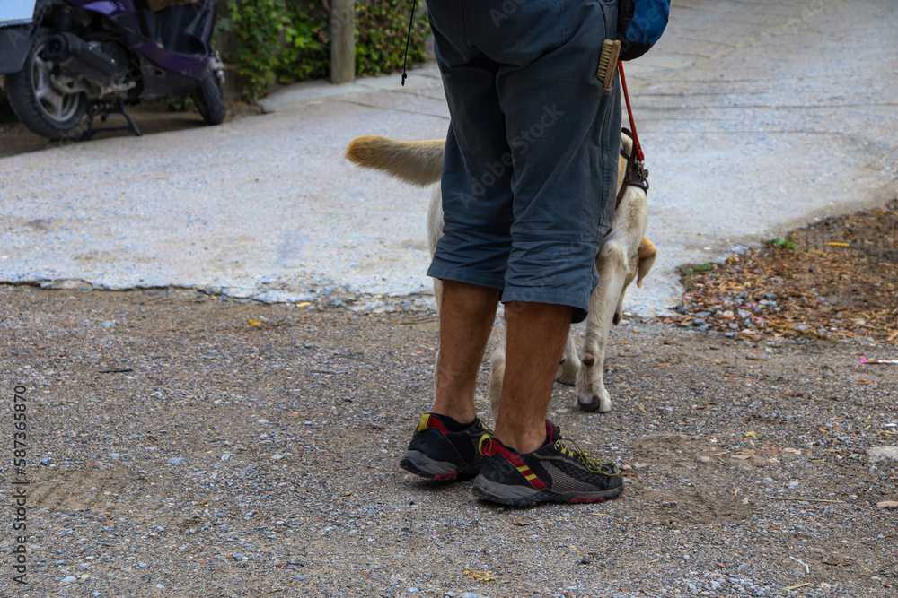 Obraz premium A Guiding Dog Help A Man Who Needs Its Assistance to Walk and Moving Around