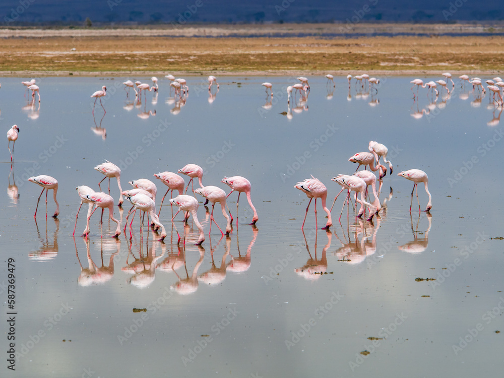 Fototapeta premium africa